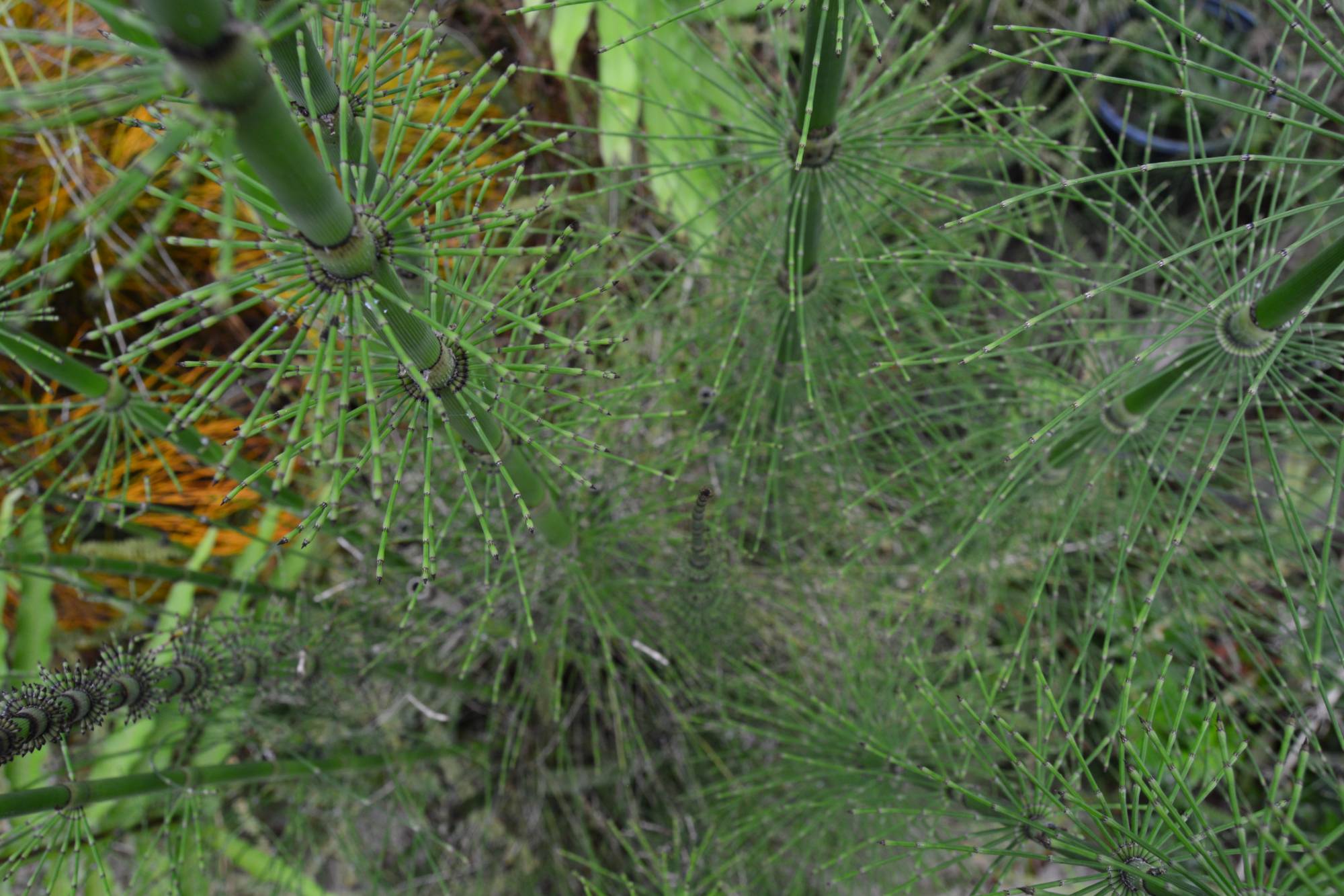 horsetail