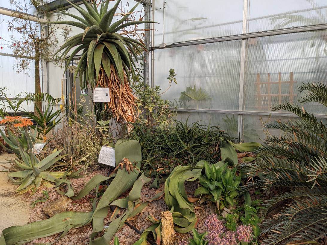 arid welwitschia