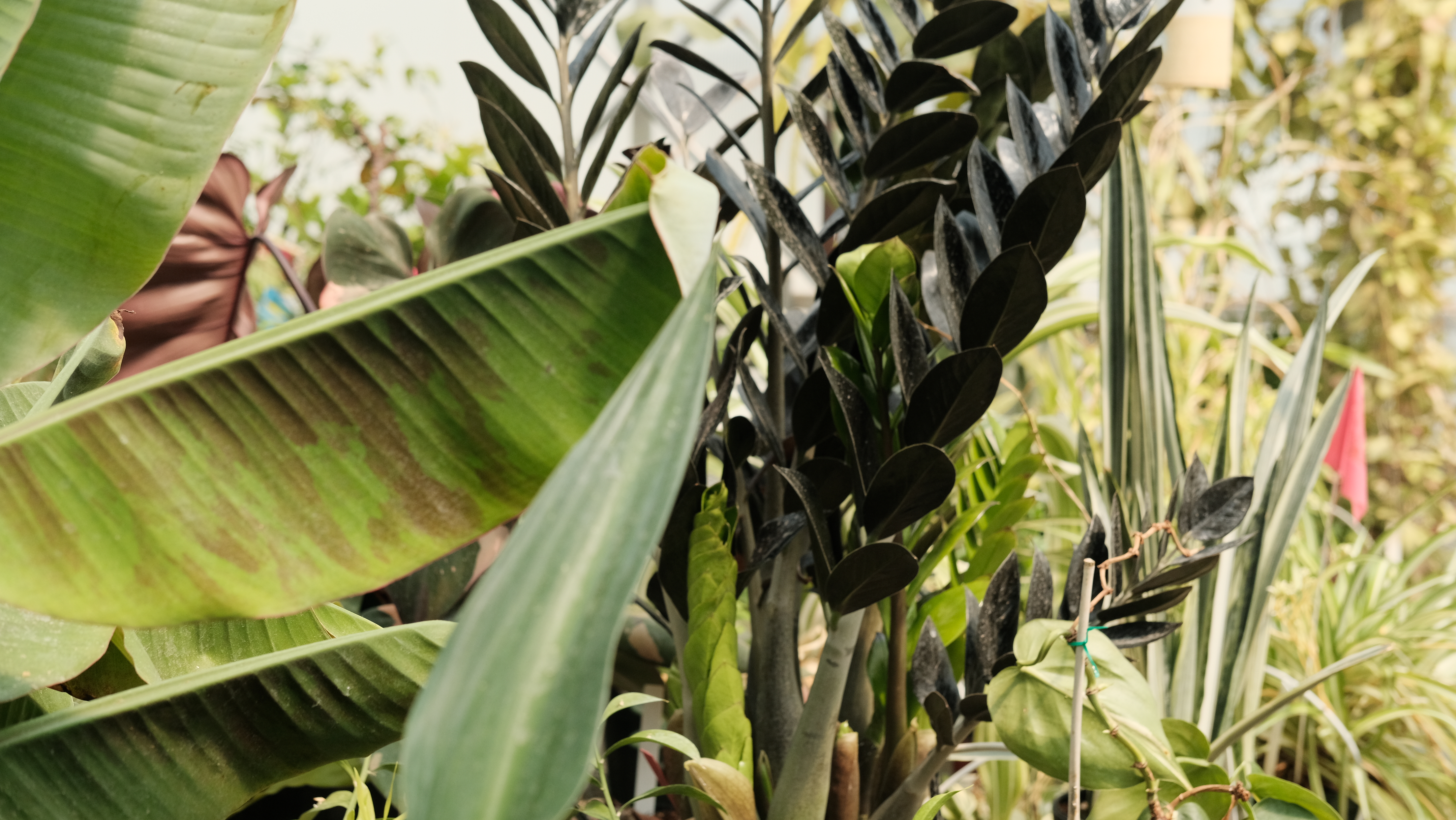 A lush collection of plants.