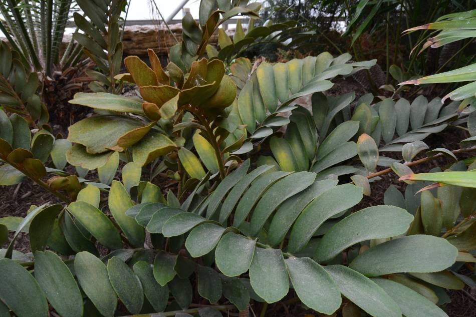 cycads