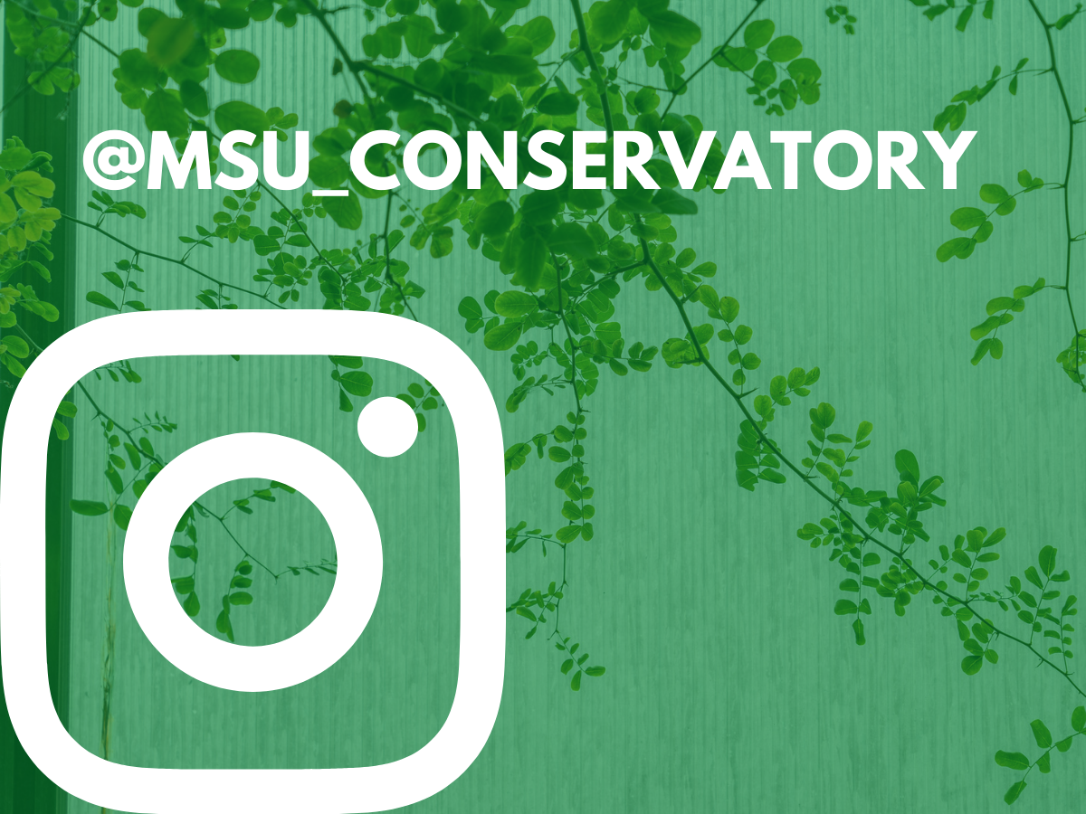 A collection of lush green plants